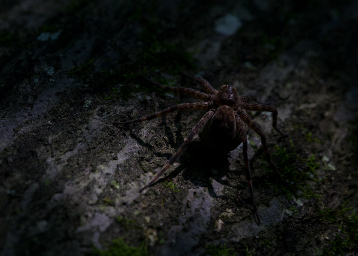 A large spider at the McKeldin tract of Patapsco Valley State Park, Maryland (8/20/2011) Photo by Bill Hubick.