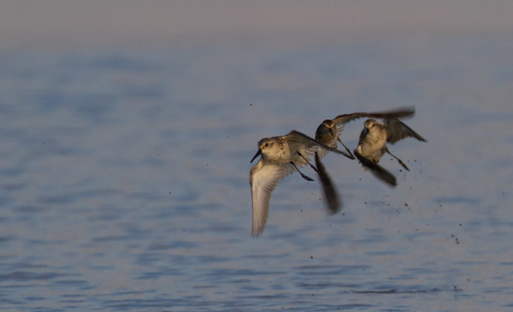 Western Sandpipers at Swan Creek, Anne Arundel Co., Maryland (8/10 and 8/11/2011). Photo by Bill Hubick.