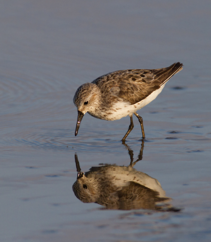 Western Sandpipers at Swan Creek, Anne Arundel Co., Maryland (8/10 and 8/11/2011). Photo by Bill Hubick.