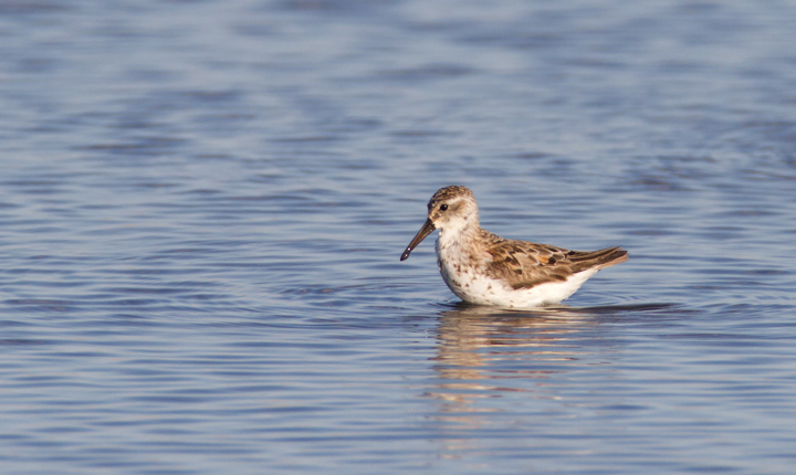 Western Sandpipers at Swan Creek, Anne Arundel Co., Maryland (8/10 and 8/11/2011). Photo by Bill Hubick.