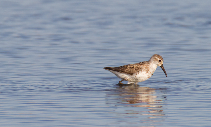 Western Sandpipers at Swan Creek, Anne Arundel Co., Maryland (8/10 and 8/11/2011). Photo by Bill Hubick.