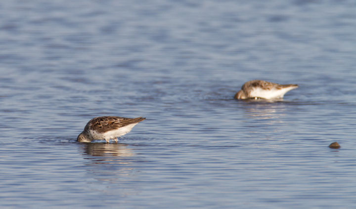 Western Sandpipers at Swan Creek, Anne Arundel Co., Maryland (8/10 and 8/11/2011). Photo by Bill Hubick.