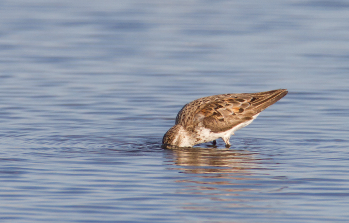 Western Sandpipers at Swan Creek, Anne Arundel Co., Maryland (8/10 and 8/11/2011). Photo by Bill Hubick.