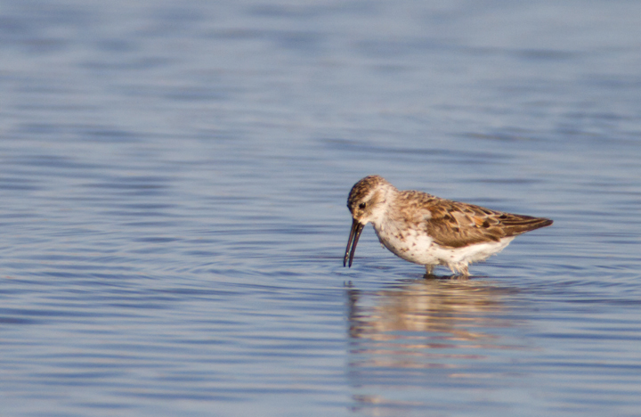 Western Sandpipers at Swan Creek, Anne Arundel Co., Maryland (8/10 and 8/11/2011). Photo by Bill Hubick.