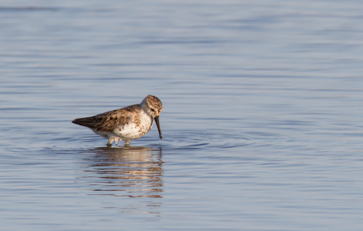 Western Sandpipers at Swan Creek, Anne Arundel Co., Maryland (8/10 and 8/11/2011). Photo by Bill Hubick.