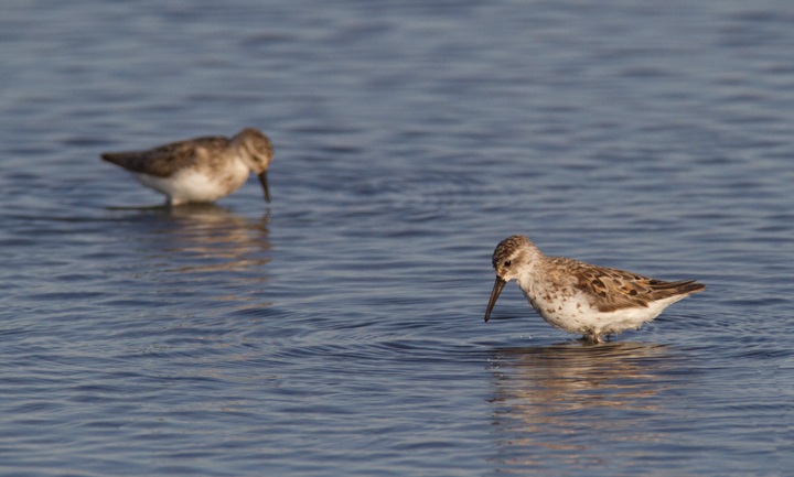 Western Sandpipers at Swan Creek, Anne Arundel Co., Maryland (8/10 and 8/11/2011). Photo by Bill Hubick.