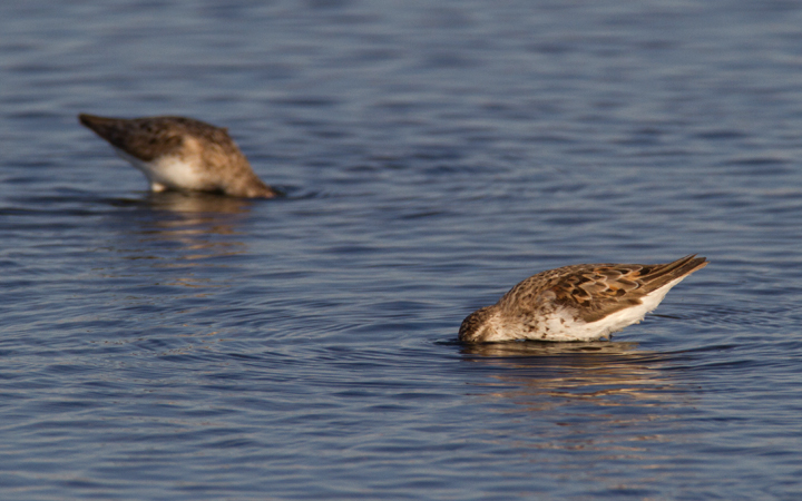 Western Sandpipers at Swan Creek, Anne Arundel Co., Maryland (8/10 and 8/11/2011). Photo by Bill Hubick.