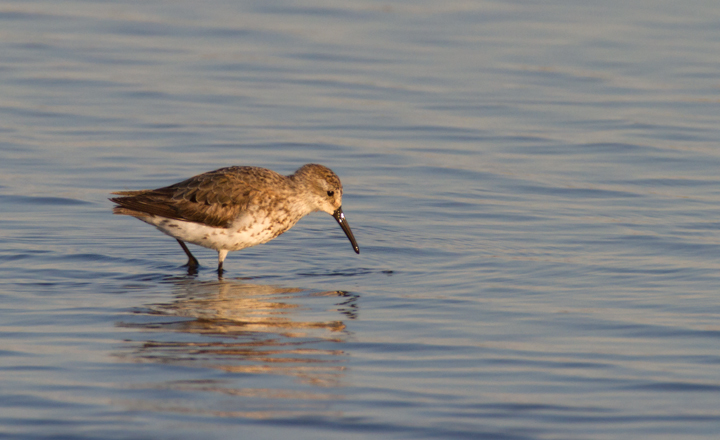 Western Sandpipers at Swan Creek, Anne Arundel Co., Maryland (8/10 and 8/11/2011). Photo by Bill Hubick.