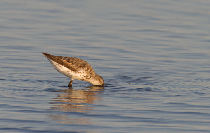 Western Sandpipers at Swan Creek, Anne Arundel Co., Maryland (8/10 and 8/11/2011). Photo by Bill Hubick.