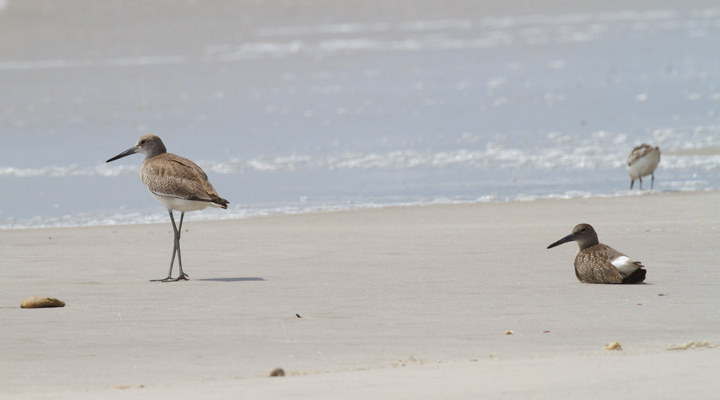 Comparisons of Eastern and Western Willet (sub)species on Assateague Island, Maryland (8/21/2011). Note the obvious difference in shape and overall height! By this date, Western Willet is the far more numerous Willet species in our area. That (sub)species is grayer, larger, and decidedly more godwit-like than Eastern.  Photo by Bill Hubick.