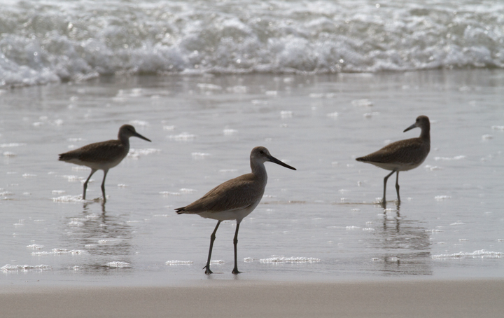 Comparisons of Eastern and Western Willet (sub)species on Assateague Island, Maryland (8/21/2011). Note the obvious difference in shape and overall height! By this date, Western Willet is the far more numerous Willet species in our area. That (sub)species is grayer, larger, and decidedly more godwit-like than Eastern.  Photo by Bill Hubick.