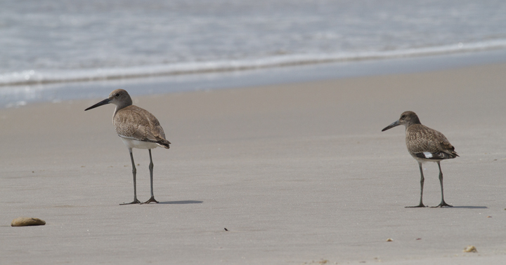 Comparisons of Eastern and Western Willet (sub)species on Assateague Island, Maryland (8/21/2011). Note the obvious difference in shape and overall height! By this date, Western Willet is the far more numerous Willet species in our area. That (sub)species is grayer, larger, and decidedly more godwit-like than Eastern.  Photo by Bill Hubick.