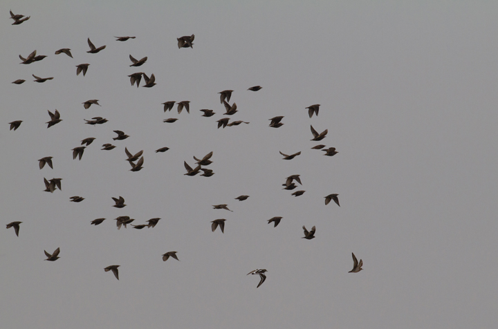 A reminder to scan all flocks! Two county rarities make this flock of starlings a lot more interesting. The juvenile Buff-breasted Sandpiper is a fourth county record for Charles. The Ruddy Turnstone is also one of few records here. Spotted by my friends Ron Gutberlet and John Hubbell while we scanned a plowed field. Click for larger version. Photo by Bill Hubick.