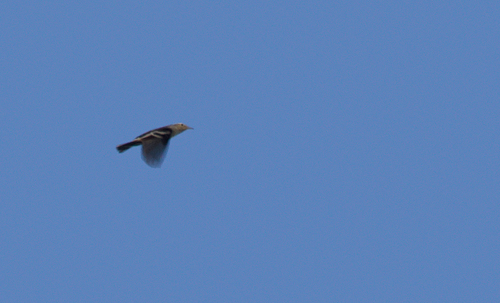 A Black-and-white Warbler in the morning flight at Assateague Island, Maryland (9/10/2011). Photo by Bill Hubick.