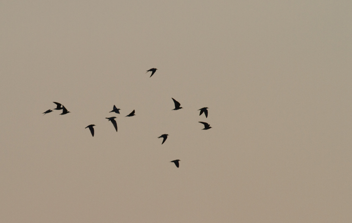 Some of the 23 migrant Black Terns that were feeding in Hurlock, Maryland at dusk on 9/10/2011. After foraging for a while, they kettled up and departed to the southeast. Photo by Bill Hubick.
