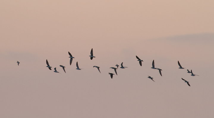 Some of the 23 migrant Black Terns that were feeding in Hurlock, Maryland at dusk on 9/10/2011. After foraging for a while, they kettled up and departed to the southeast. Photo by Bill Hubick.