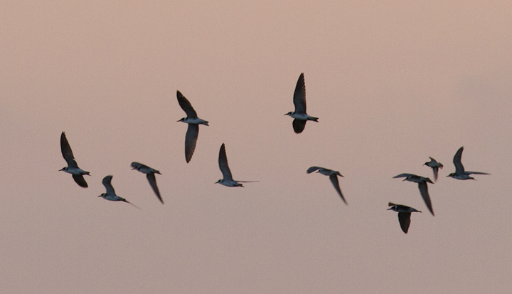 Some of the 23 migrant Black Terns that were feeding in Hurlock, Maryland at dusk on 9/10/2011. After foraging for a while, they kettled up and departed to the southeast. Photo by Bill Hubick.