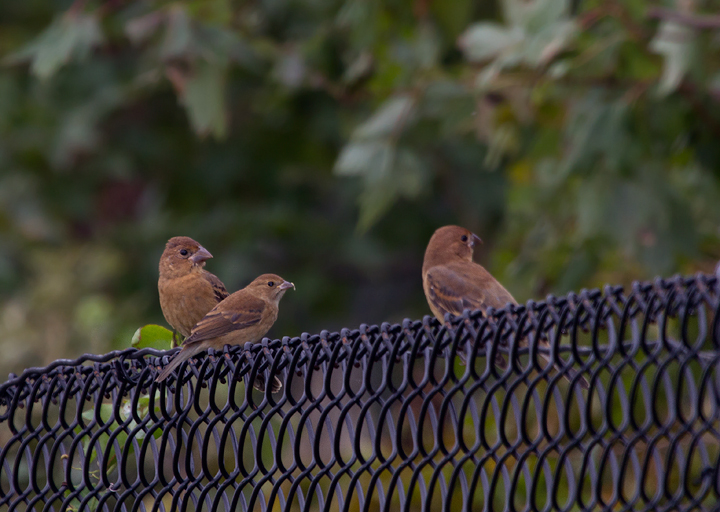 A nice comparison of Indigo Bunting vs. Blue Grosbeak. The Indigo Bunting is flanked by Blue Grosbeaks at Fort Smallwood, Maryland (9/11/2011). Photo by Bill Hubick.