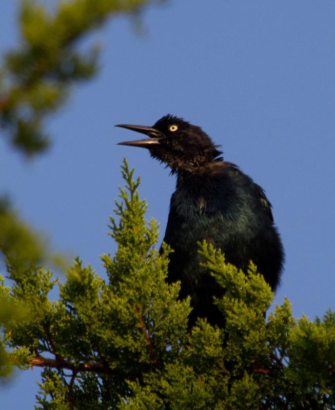 Many of the Boat-tailed Grackles on Assateague Island are in heavy molt and missing tail feathers at this date (9/10/2011). Photo by Bill Hubick.