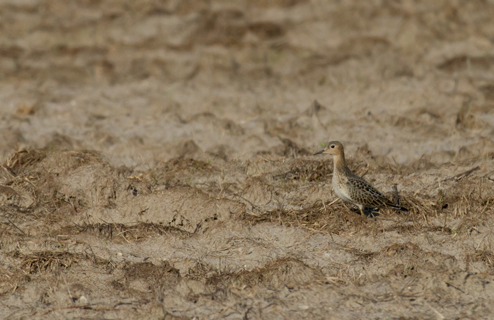 One of three Buff-breasted Sandpipers at a Wicomico Co., Maryland sod field (9/10/2011). Found by Ron Gutberlet. Photo by Bill Hubick.