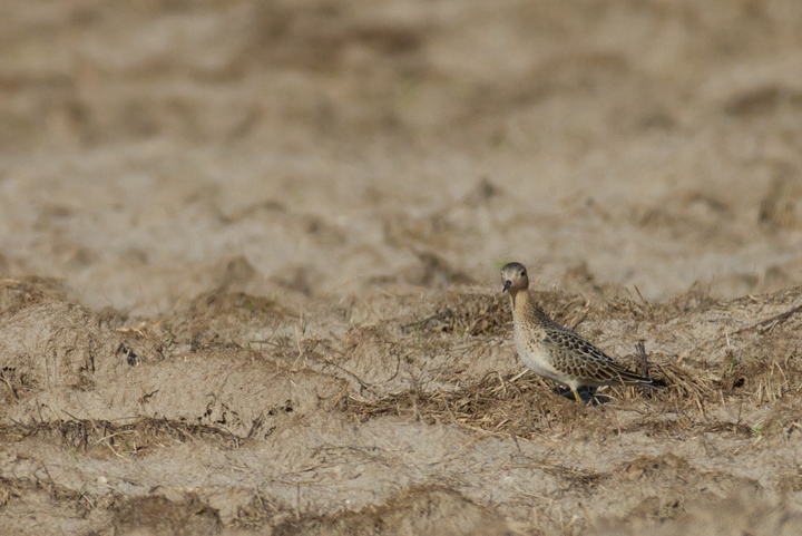 One of three Buff-breasted Sandpipers at a Wicomico Co., Maryland sod field (9/10/2011). Found by Ron Gutberlet. Photo by Bill Hubick.