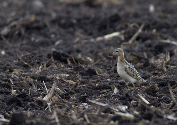 This cooperative Buff-breasted Sandpiper stole the show during an MBC field trip to Assateague Island and vicinity - Murray Sod Farm, Worcester Co., Maryland (9/10/2011).  Photo by Bill Hubick.