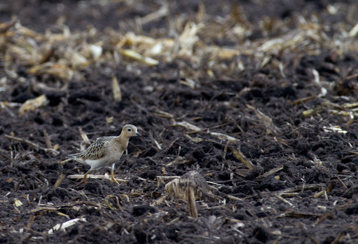 This cooperative Buff-breasted Sandpiper stole the show during an MBC field trip to Assateague Island and vicinity - Murray Sod Farm, Worcester Co., Maryland (9/10/2011).  Photo by Bill Hubick.