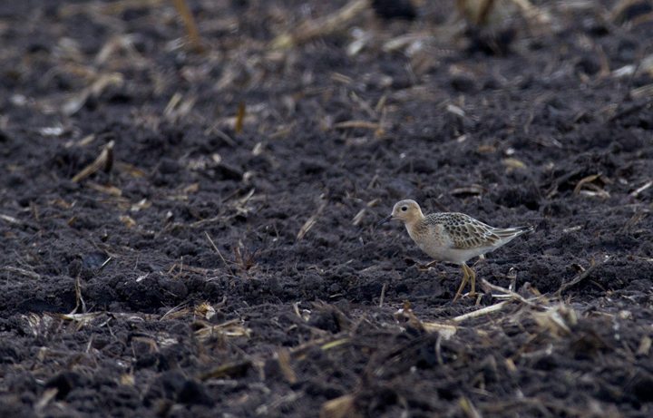 This cooperative Buff-breasted Sandpiper stole the show during an MBC field trip to Assateague Island and vicinity - Murray Sod Farm, Worcester Co., Maryland (9/10/2011).  Photo by Bill Hubick.