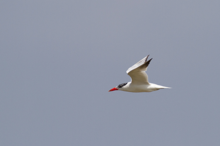 A Caspian Tern in flight at Swan Creek, Maryland (9/11/2011). Photo by Bill Hubick.