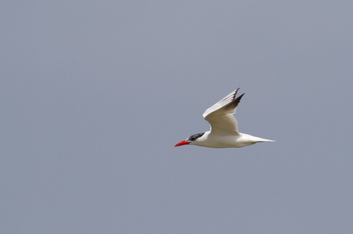 A Caspian Tern in flight at Swan Creek, Maryland (9/11/2011). Photo by Bill Hubick.