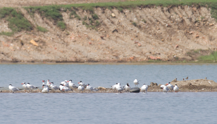 Caspian Terns roosting with Laughing Gulls at Swan Creek, Maryland (9/11/2011). Photo by Bill Hubick.