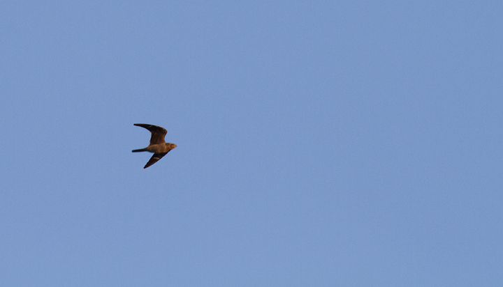 A Common Nighthawk in Hurlock, Maryland (9/10/2011). Scarce on the Eastern Shore of Maryland. Photo by Bill Hubick.