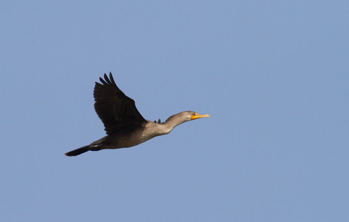 An immature Double-crested Cormorant in flight at Point Lookout SP, Maryland (9/3/2011). Photo by Bill Hubick.