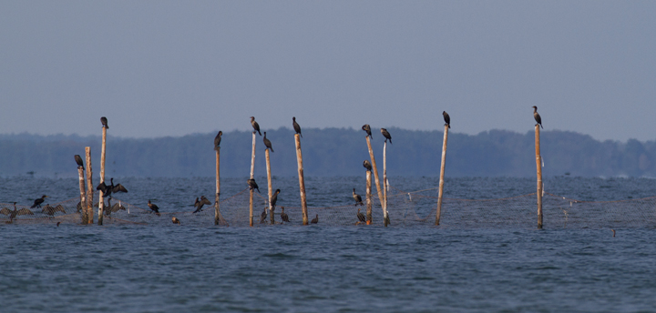 Double-crested Cormorants roosting on pound nets off Point Lookout SP, Maryland (9/3/2011). Photo by Bill Hubick.