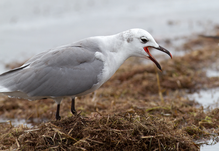 A Laughing Gull foraging on the bay side of Assateague Island, Maryland (9/18/2011). Photo by Bill Hubick.