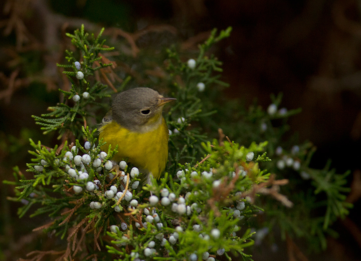 A Magnolia Warbler on Assateague Island, Maryland (9/18/2011). Photo by Bill Hubick.