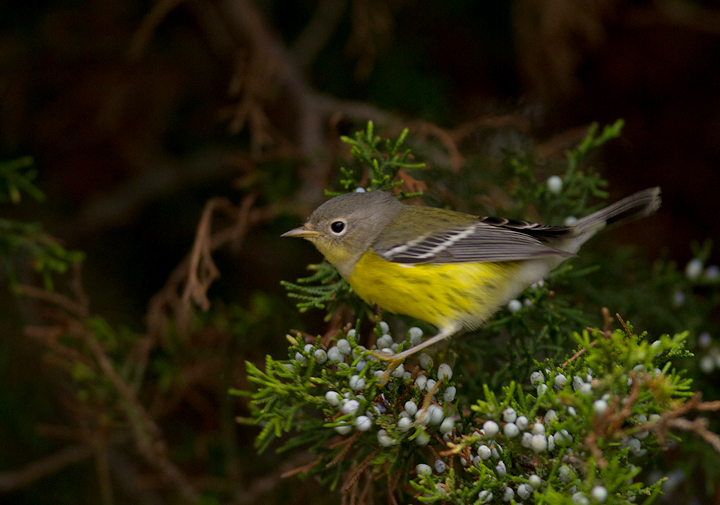 A Magnolia Warbler on Assateague Island, Maryland (9/18/2011). Photo by Bill Hubick.