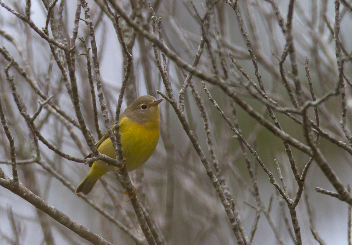 A Nashville Warbler at the Life of the Forest Trail, Assateague Island, Maryland (9/18/2011). Photo by Bill Hubick.