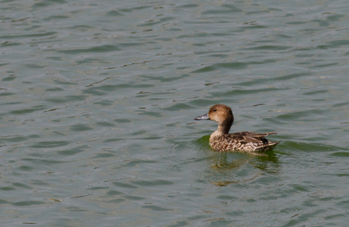 A hen Northern Pintail at Swan Creek, Maryland (9/11/2011). Photo by Bill Hubick.