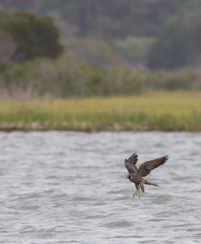 A Peregrine Falcon drops to the water after a prey item - Assateague Island, Maryland (9/18/2011).  Photo by Bill Hubick.