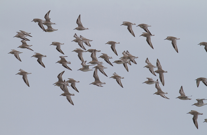 A large flock of Red Knots on Assateague Island, Maryland (9/18/2011). This flock consisted of 62 birds, overwhelmingly juveniles. The total for the northern part of the ORV/OSV zone was 77 birds, a very high count for Maryland in fall. Note the molting adult bird that still retains old coverts and a bit of red plumage on its belly.  Photo by Bill Hubick.