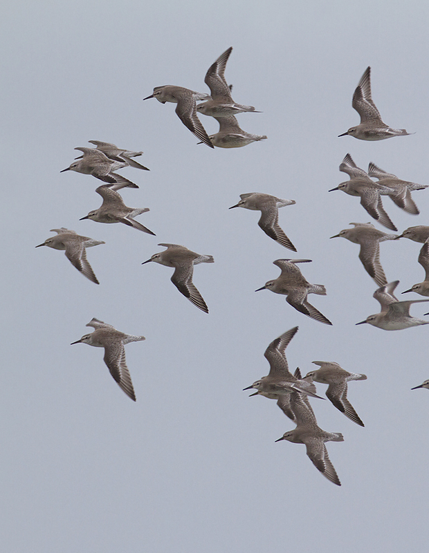 A large flock of Red Knots on Assateague Island, Maryland (9/18/2011). This flock consisted of 62 birds, overwhelmingly juveniles. The total for the northern part of the ORV/OSV zone was 77 birds, a very high count for Maryland in fall. Note the molting adult bird that still retains old coverts and a bit of red plumage on its belly.  Photo by Bill Hubick.