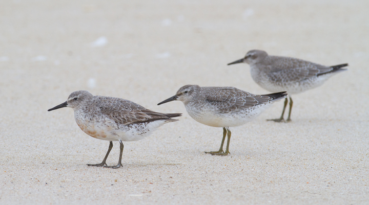 Red Knots on Assateague Island, Maryland (9/18/2011) Photo by Bill Hubick.