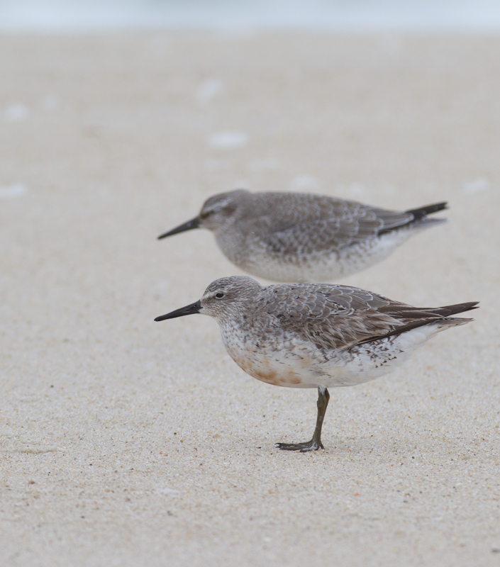 Red Knots on Assateague Island, Maryland (9/18/2011) Photo by Bill Hubick.