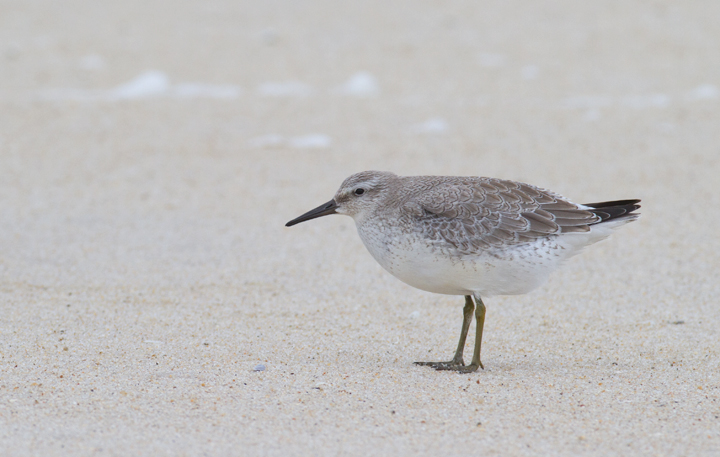 Red Knots on Assateague Island, Maryland (9/18/2011) Photo by Bill Hubick.