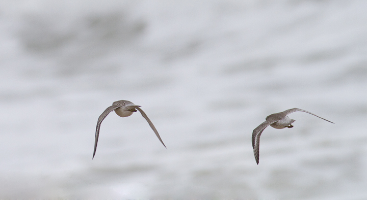 Red Knots on Assateague Island, Maryland (9/18/2011) Photo by Bill Hubick.