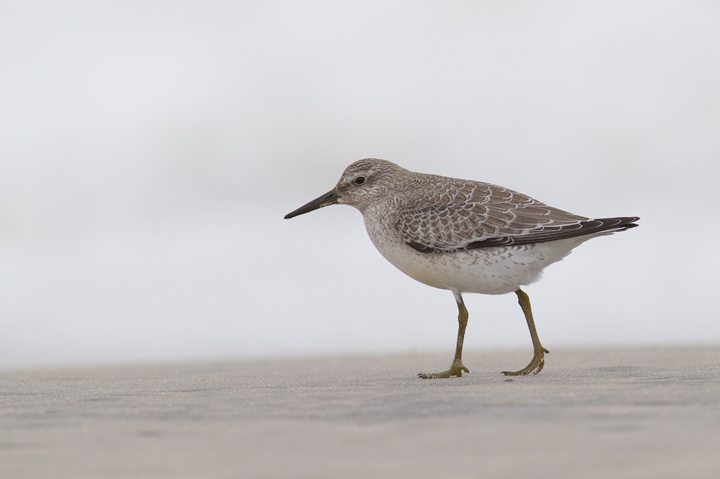 Red Knots on Assateague Island, Maryland (9/18/2011) Photo by Bill Hubick.