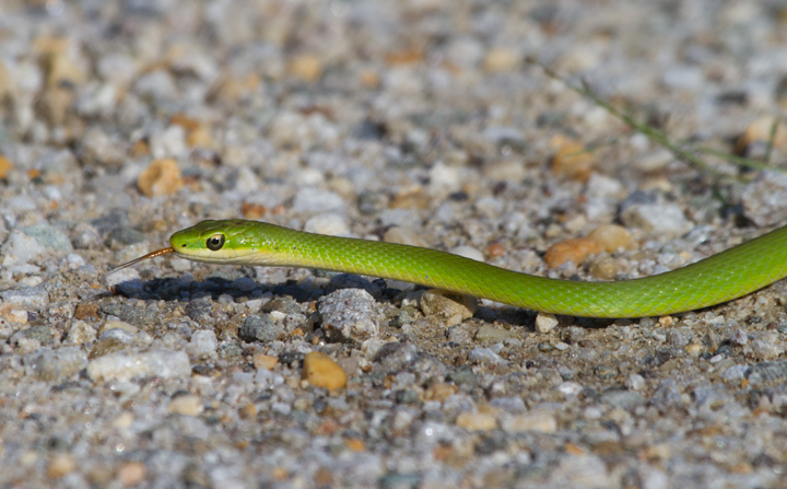 A Rough Green Snake, one of my personal favorite creatures, in Prince George's Co., Maryland (8/28/2011). The thin lines down the middle of each  scale make them "keeled" scales. These separate it from the Smooth Green Snake, which is only found in western Maryland.   Photo by Bill Hubick.