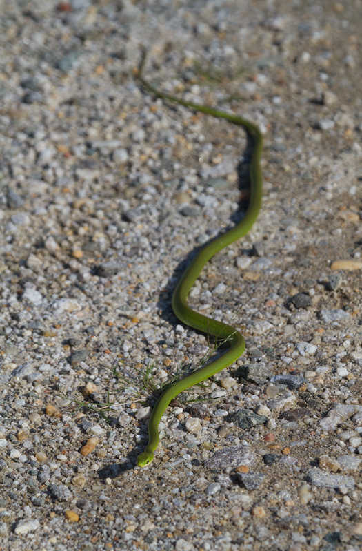 A Rough Green Snake, one of my personal favorite creatures, in Prince George's Co., Maryland (8/28/2011). The thin lines down the middle of each  scale make them "keeled" scales. These separate it from the Smooth Green Snake, which is only found in western Maryland.   Photo by Bill Hubick.