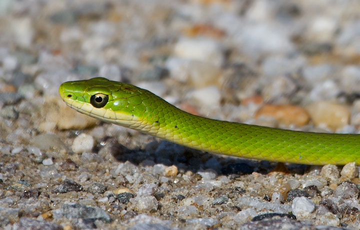 A Rough Green Snake, one of my personal favorite creatures, in Prince George's Co., Maryland (8/28/2011). The thin lines down the middle of each  scale make them "keeled" scales. These separate it from the Smooth Green Snake, which is only found in western Maryland.   Photo by Bill Hubick.